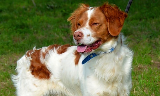 Dogs in Fort Worth looking for their fur-ever homes