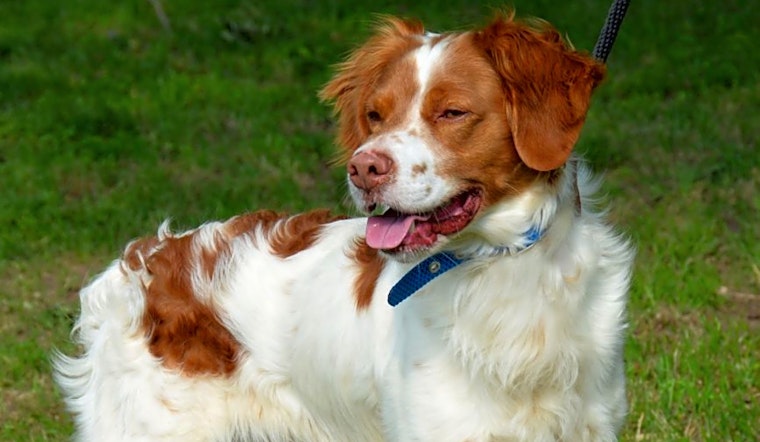 Dogs in Fort Worth looking for their fur-ever homes