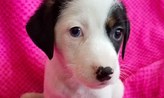 Puppies in Stockton looking for their fur-ever homes