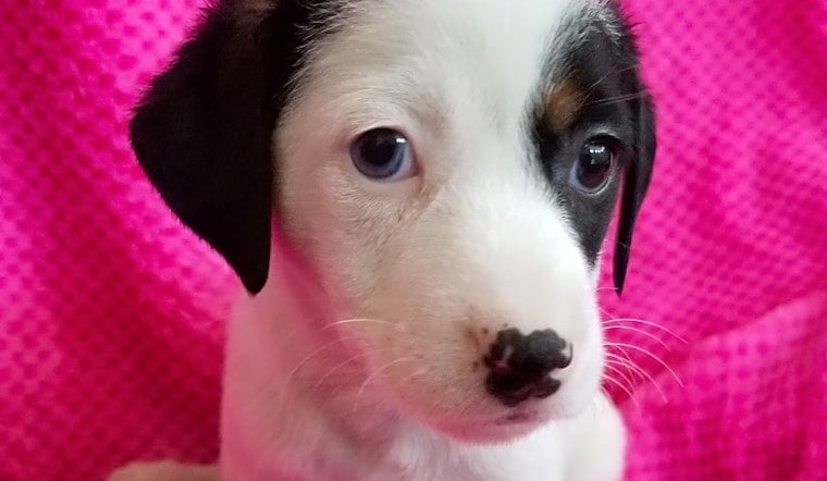 Puppies in Stockton looking for their fur-ever homes