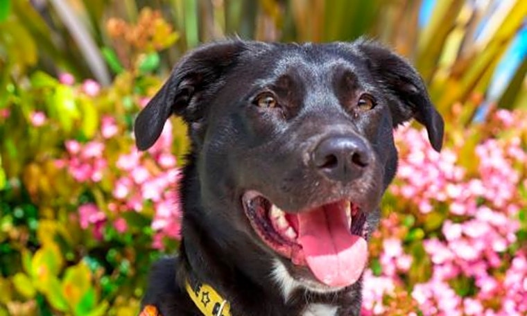 Dogs in Sunnyvale looking for their fur-ever homes