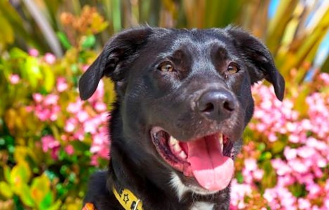 Dogs in Sunnyvale looking for their fur-ever homes