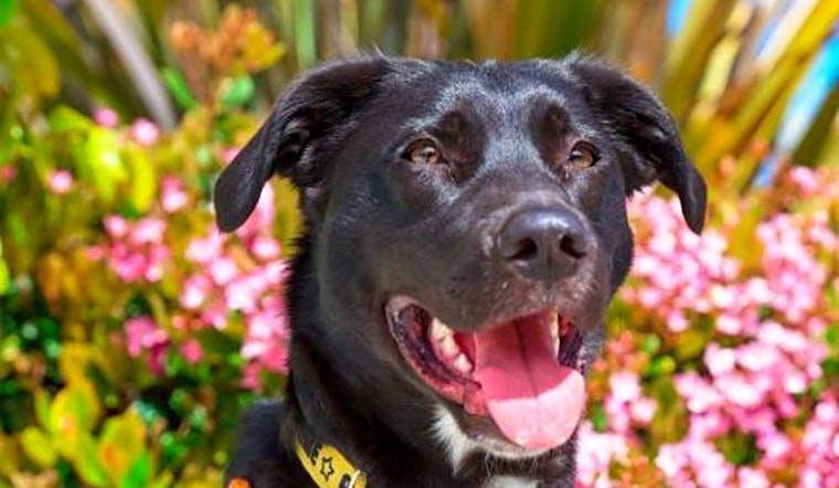 Dogs in Sunnyvale looking for their fur-ever homes