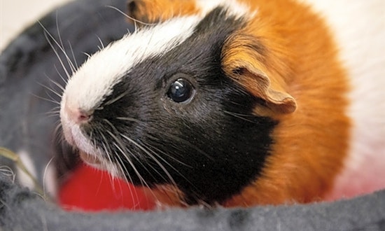 Purr-fect pets to adopt in and around San Diego
