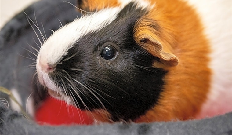 Purr-fect pets to adopt in and around San Diego