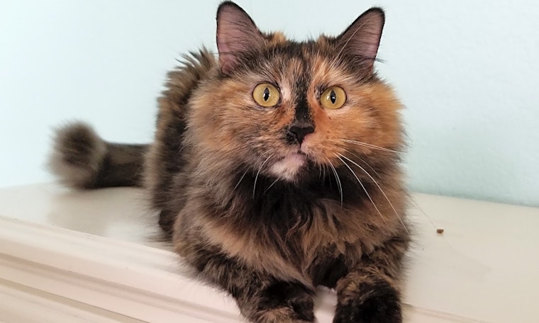 Cats in Irvine looking for their fur-ever homes