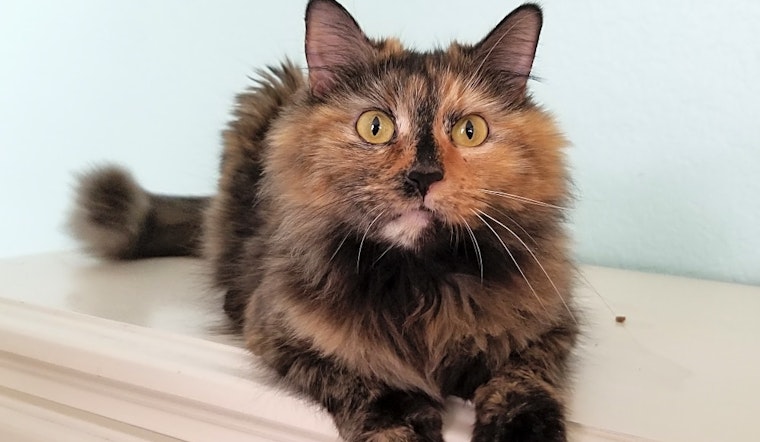 Cats in Irvine looking for their fur-ever homes