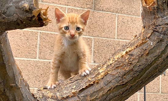 Kittens in Long Beach looking for their fur-ever homes