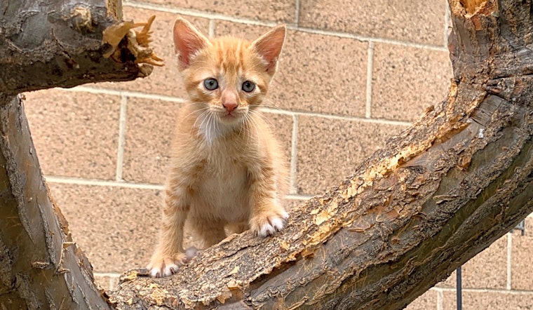 Kittens in Long Beach looking for their fur-ever homes