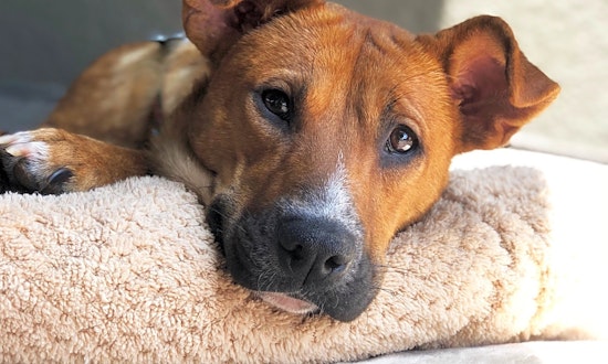 Dogs in Los Angeles looking for their fur-ever homes
