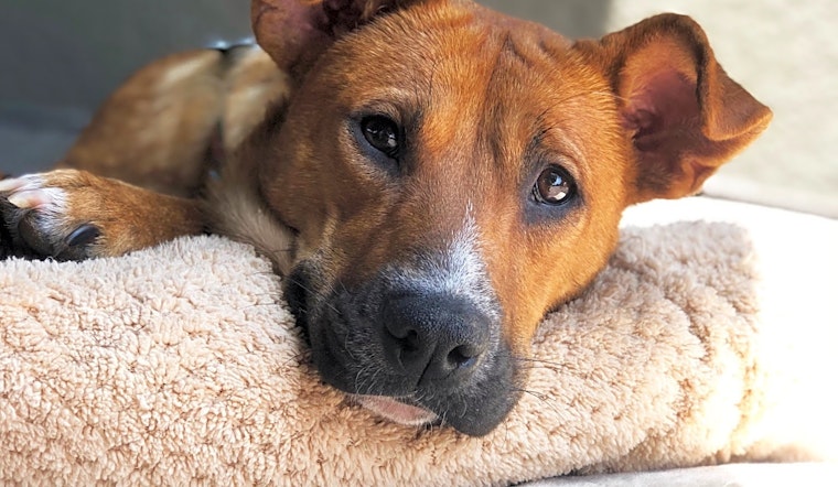 Dogs in Los Angeles looking for their fur-ever homes