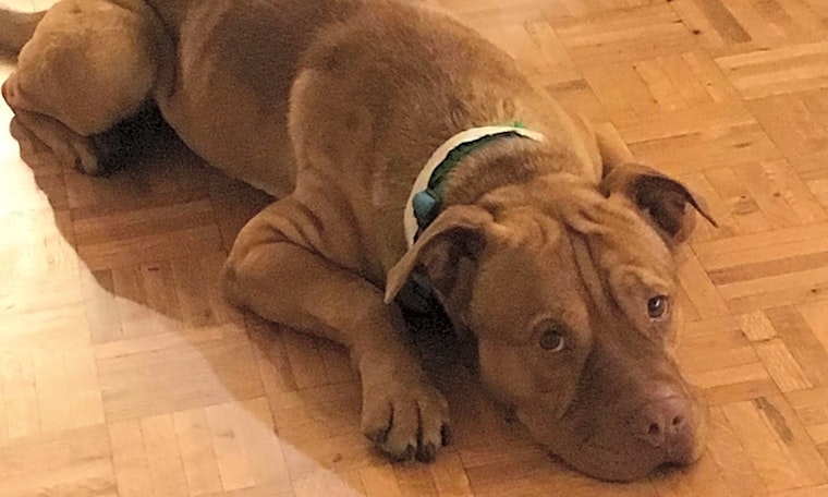 Dogs in Mesa looking for their fur-ever homes