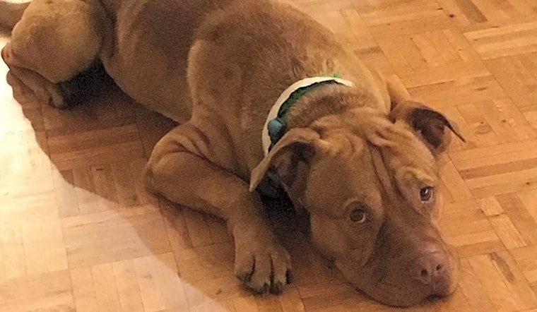 Dogs in Mesa looking for their fur-ever homes