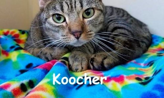 Kittens in Phoenix looking for their fur-ever homes