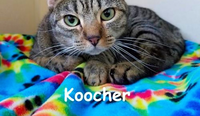 Kittens in Phoenix looking for their fur-ever homes