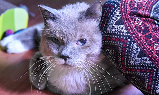 Cats in Denver looking for their fur-ever homes