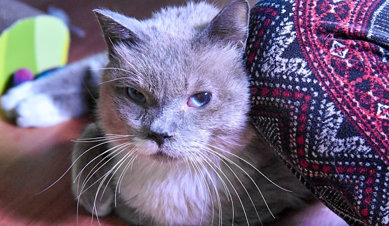 Cats in Denver looking for their fur-ever homes