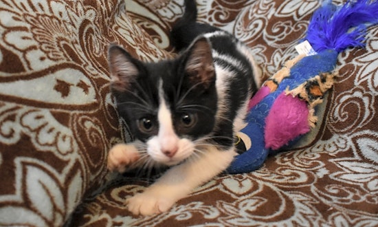 Kittens in Tulsa looking for their fur-ever homes