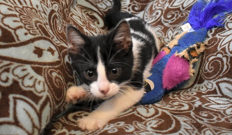 Kittens in Tulsa looking for their fur-ever homes
