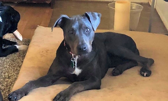 Dogs in Oklahoma City looking for their fur-ever homes
