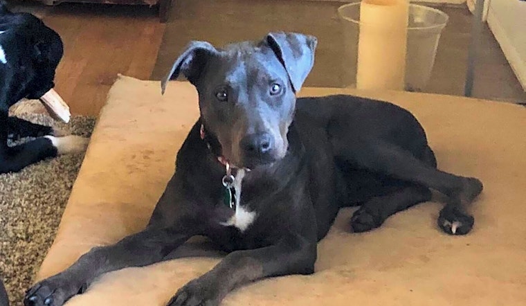 Dogs in Oklahoma City looking for their fur-ever homes