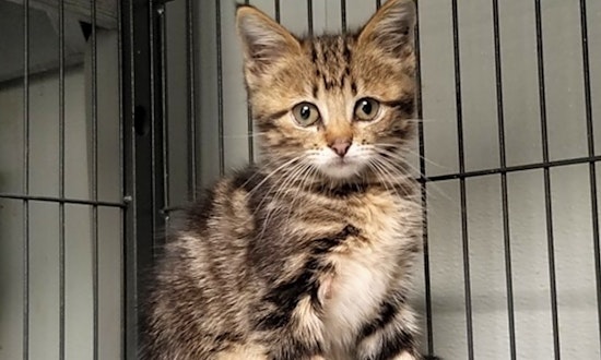 Kittens in Dallas looking for their fur-ever homes