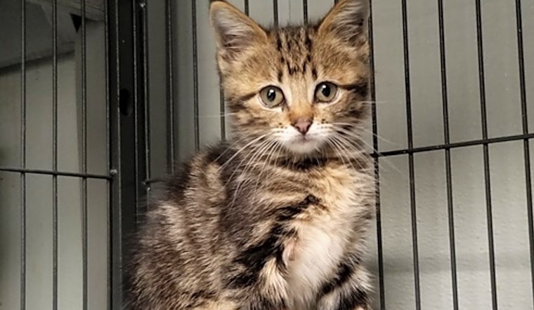 Kittens in Dallas looking for their fur-ever homes