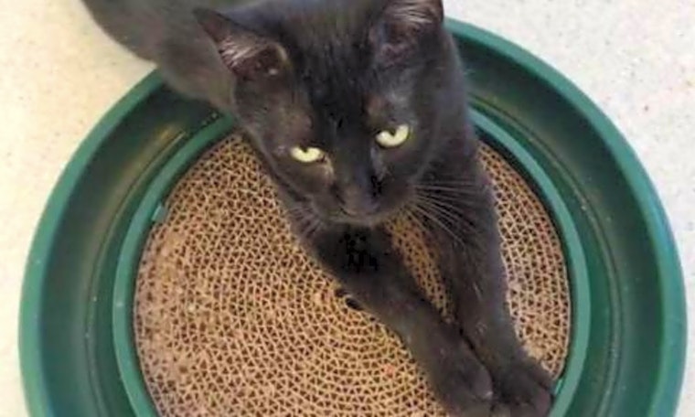 Cats in Boston looking for their fur-ever homes
