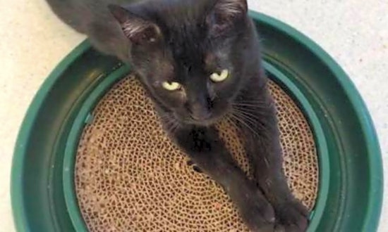 Cats in Boston looking for their fur-ever homes