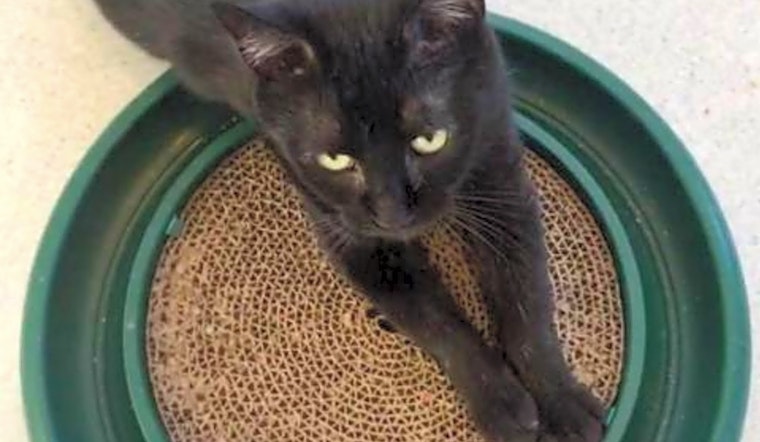 Cats in Boston looking for their fur-ever homes