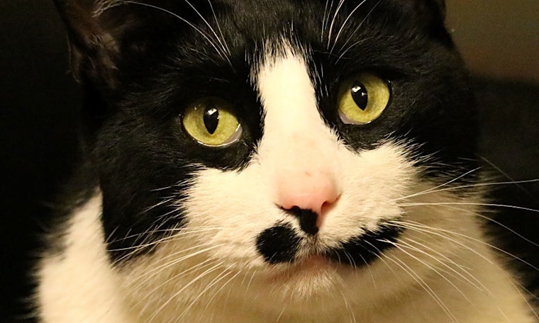 Cats in Worcester looking for their fur-ever homes