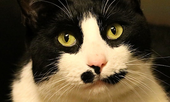 Cats in Worcester looking for their fur-ever homes
