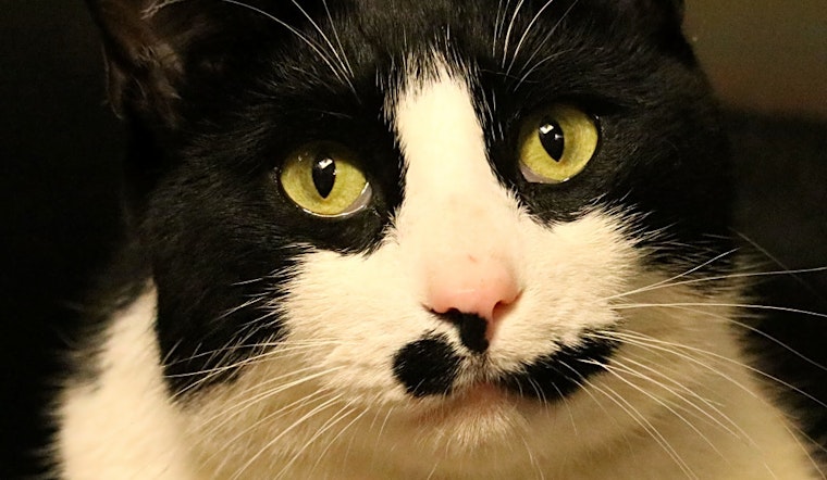 Cats in Worcester looking for their fur-ever homes