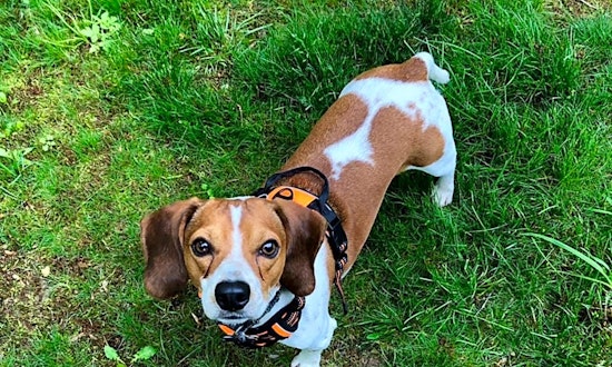 Dogs in Baltimore looking for their fur-ever homes