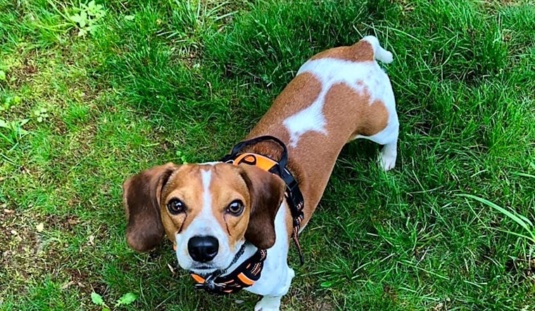 Dogs in Baltimore looking for their fur-ever homes