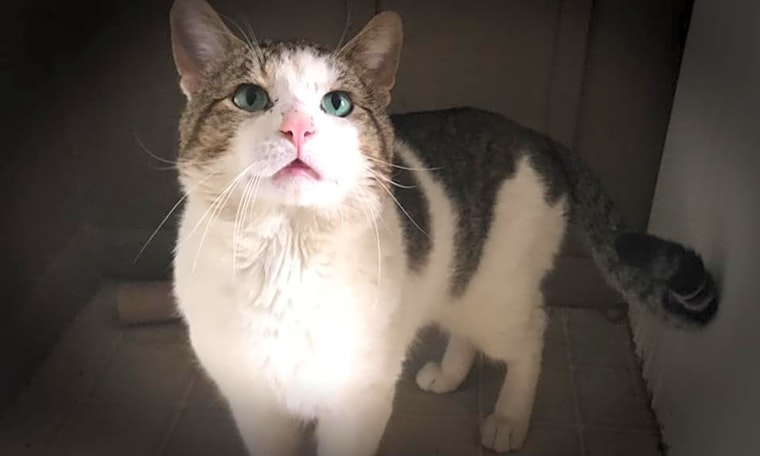 Cats in Cleveland looking for their fur-ever homes