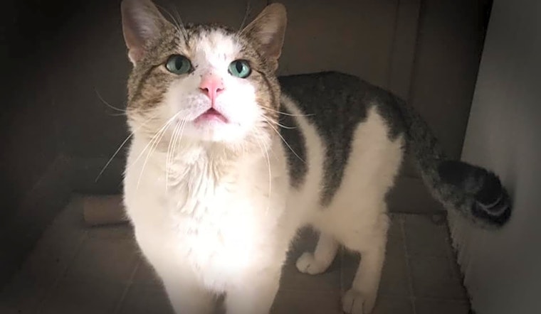 Cats in Cleveland looking for their fur-ever homes