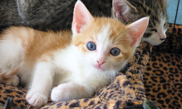 Kittens in Louisville looking for their fur-ever homes