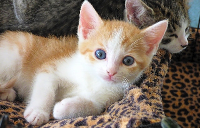 Kittens in Louisville looking for their fur-ever homes