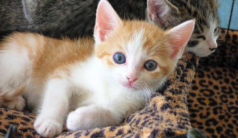 Kittens in Louisville looking for their fur-ever homes
