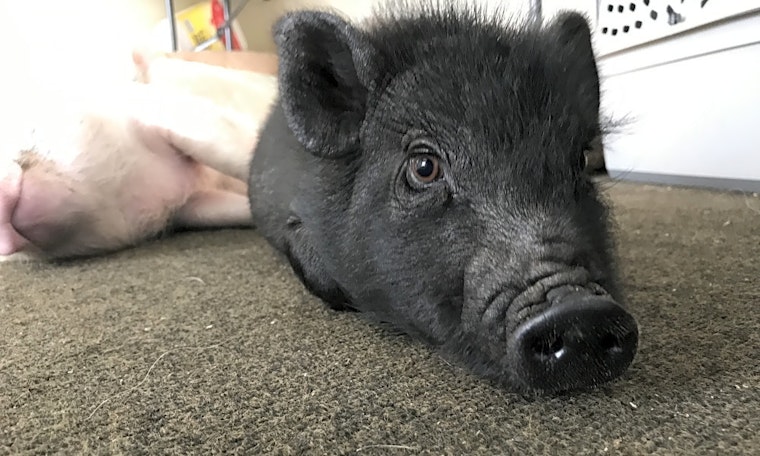 Purr-fect pets for adoption in and around Durham