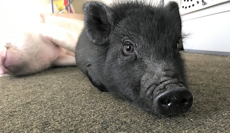 Purr-fect pets for adoption in and around Durham