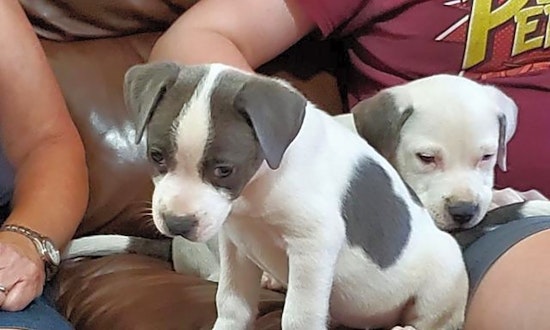 Puppies in Raleigh looking for their fur-ever homes