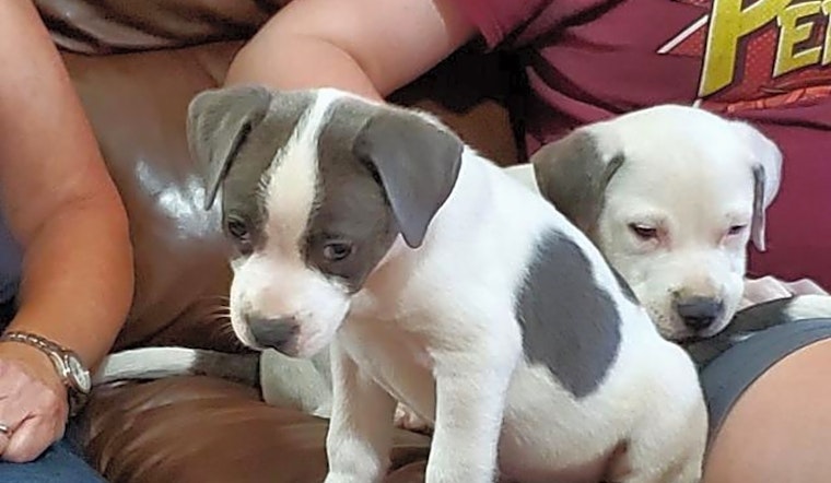 Puppies in Raleigh looking for their fur-ever homes