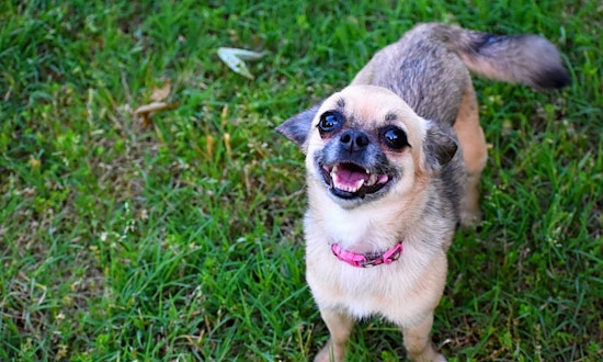 Dogs in Atlanta looking for their fur-ever homes