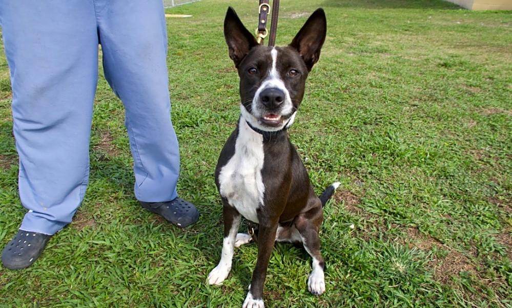 Dogs in Miami looking for their furever homes