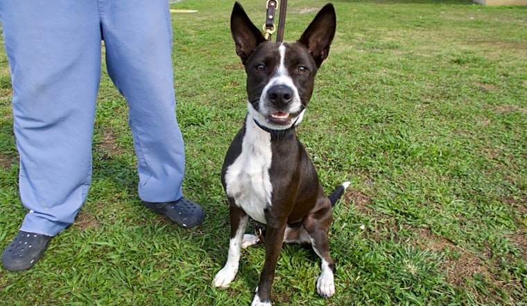 Dogs in Miami looking for their fur-ever homes