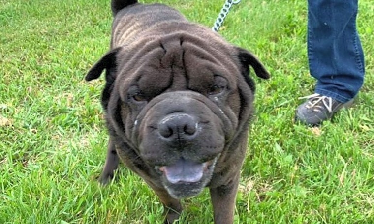 Dogs in Milwaukee looking for their fur-ever homes