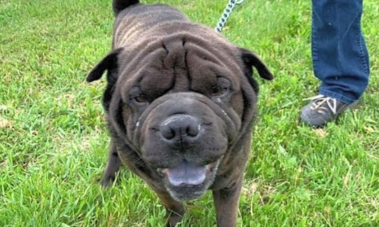 Dogs in Milwaukee looking for their fur-ever homes
