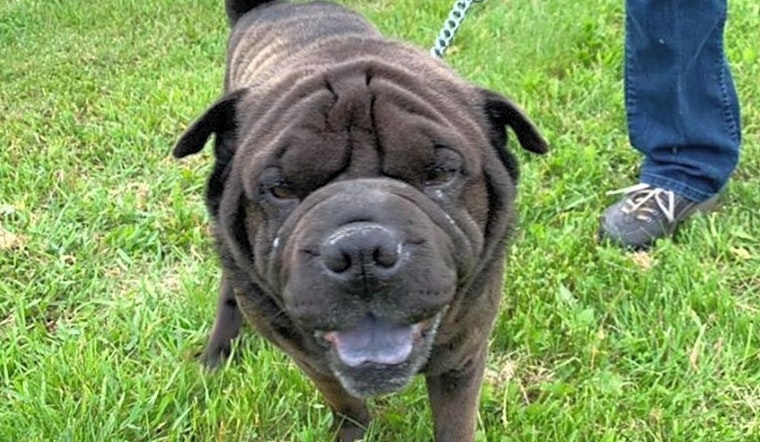 Dogs in Milwaukee looking for their fur-ever homes